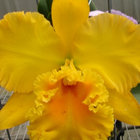 Back to: Cattleya Rhyncholaeliocattleya Memoria Tsai Tien-Shou 'Emperor' Back to: Cattleya Rhyncholaeliocattleya Memoria Tsai Tien-Shou 'Emperor'