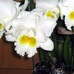 6512_2._Blc._Burdekin_wonder_Lakelard__1547668823