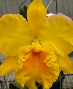 January is new leaf month for us