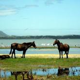 Kleinmond Horses