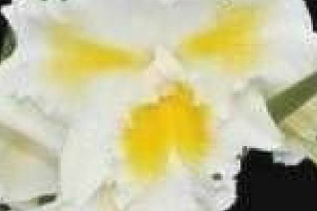 BLC_ISLAND_CHANY_BLUMEN_INSEL_2__1548161514