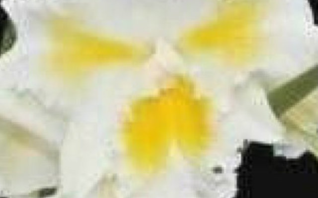 BLC_ISLAND_CHANY_BLUMEN_INSEL_2__1548161514