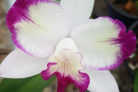 Blc.Haw_Yuan_Angel_Small_Beauty_1548161513