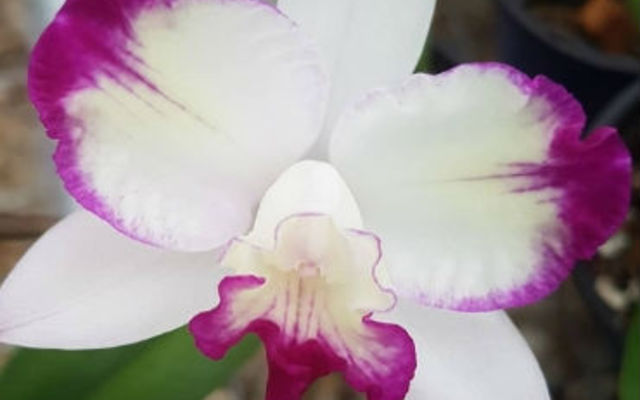 Blc.Haw_Yuan_Angel_Small_Beauty_1548161513