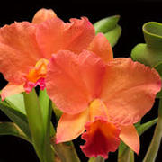 Cattleya! 