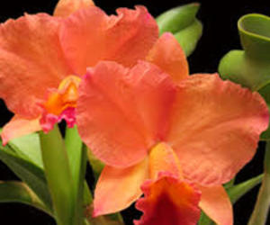 Cattleya! 