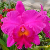 Blc. Cornerstone 'ORCHIS'