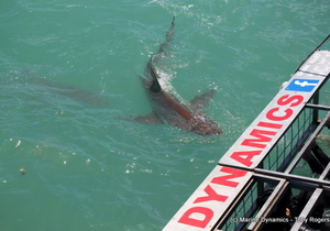 Daily Blog 27 January 2019