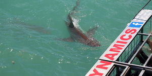 20190127_SF_Trip2_TRogers_IMG40_1548671009