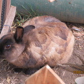 Bird Song Cottage at Town and Country Guesthouse