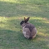 Bird Song Cottage at Town and Country Guesthouse