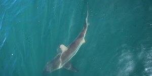 20190205_SF_Trip1_RWatson_IMG011_1549456122