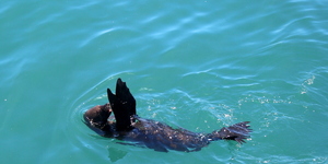 20190205_SF_Trip1_RWatson_IMG136_1549456120