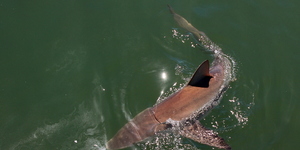 20190212_SF_Trip2_RWatson_IMG179_1550039269