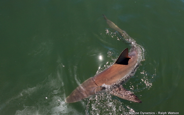 20190212_SF_Trip2_RWatson_IMG179_1550039269