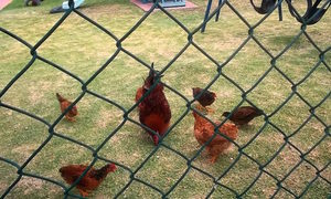 Kakoo, Kaptein and their family