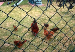 Kakoo, Kaptein and their family