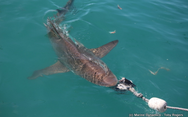 48926501_2050755091670812_7066097104665444352_n_1551251276