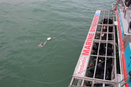 Daily Blog 26 February 2019 | White Shark Diving Gansbaai