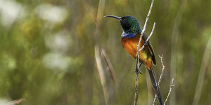 Cape_Weaver_1551254032