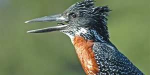 Giant_KinG_Fisher_1551254032