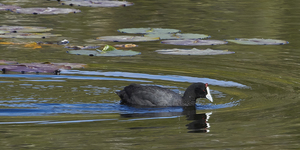 Moorhen_1551254033