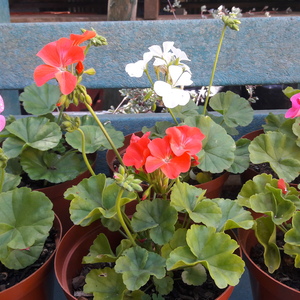 Geraniums