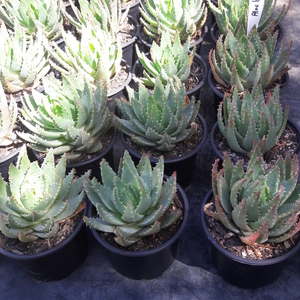 Aloe brevifolia
