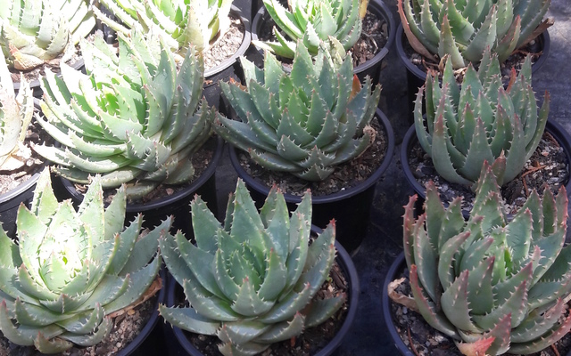 Aloe brevifolia