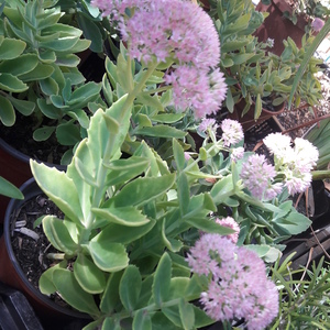 Sedum Brilliant