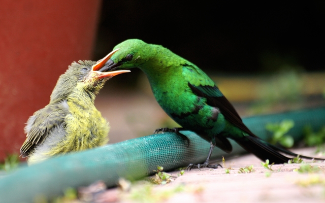 farm_215_nature_9_1513257688_1551943419