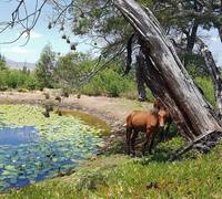 Things To Do At Goodwill Mountain Farm