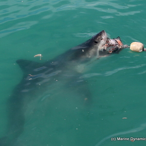 20190312_SF_Trip1_RWatson_IMG008_1552466286