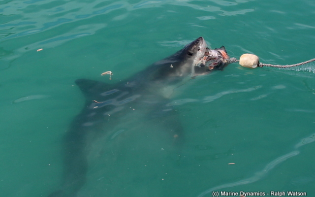 20190312_SF_Trip1_RWatson_IMG008_1552466286