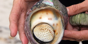 Gansbaai & Pearly Beach Horse Trails