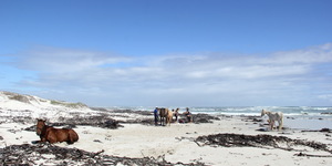 Gansbaai & Pearly Beach Horse Trails