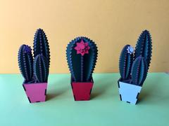Cacti Crazy!