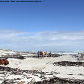 Gansbaai & Pearly Beach Horse Trails