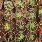 Ansa's Lifestyle Nursery