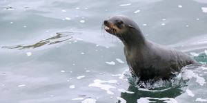 Lunge_Feeding_Brydes_Whale_10_1553780560