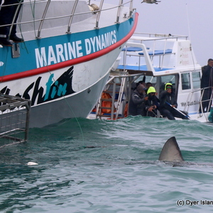 Lunge_Feeding_Brydes_Whale_2_1553780557