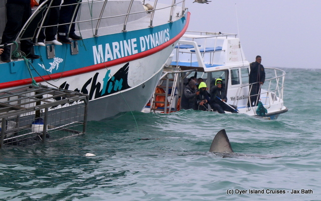 Lunge_Feeding_Brydes_Whale_2_1553780557