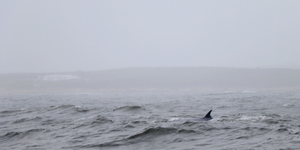 Lunge_Feeding_Brydes_Whale_3_1553780558