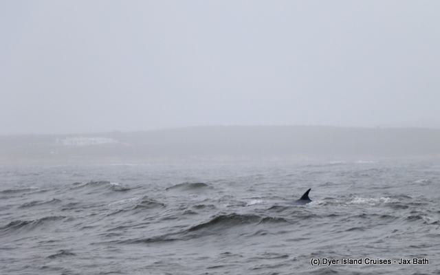 Lunge_Feeding_Brydes_Whale_3_1553780558