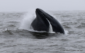 A Lunge Feeding Brydes Whale And A Great White Shark
