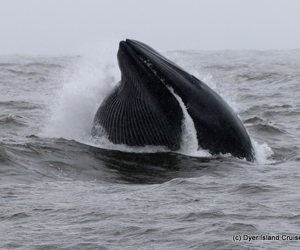 A Lunge Feeding Brydes Whale And A Great White Shark
