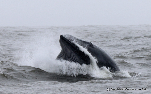 Lunge_Feeding_Brydes_Whale_7_1553780559