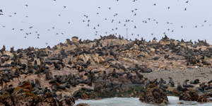 Lunge_Feeding_Brydes_Whale_9_1553780560