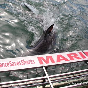 20190401_SF_Trip1_RWatson_IMG037_1554120498