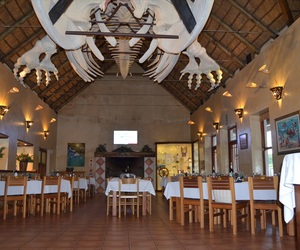 Skeleton of a female Southern Right Whale